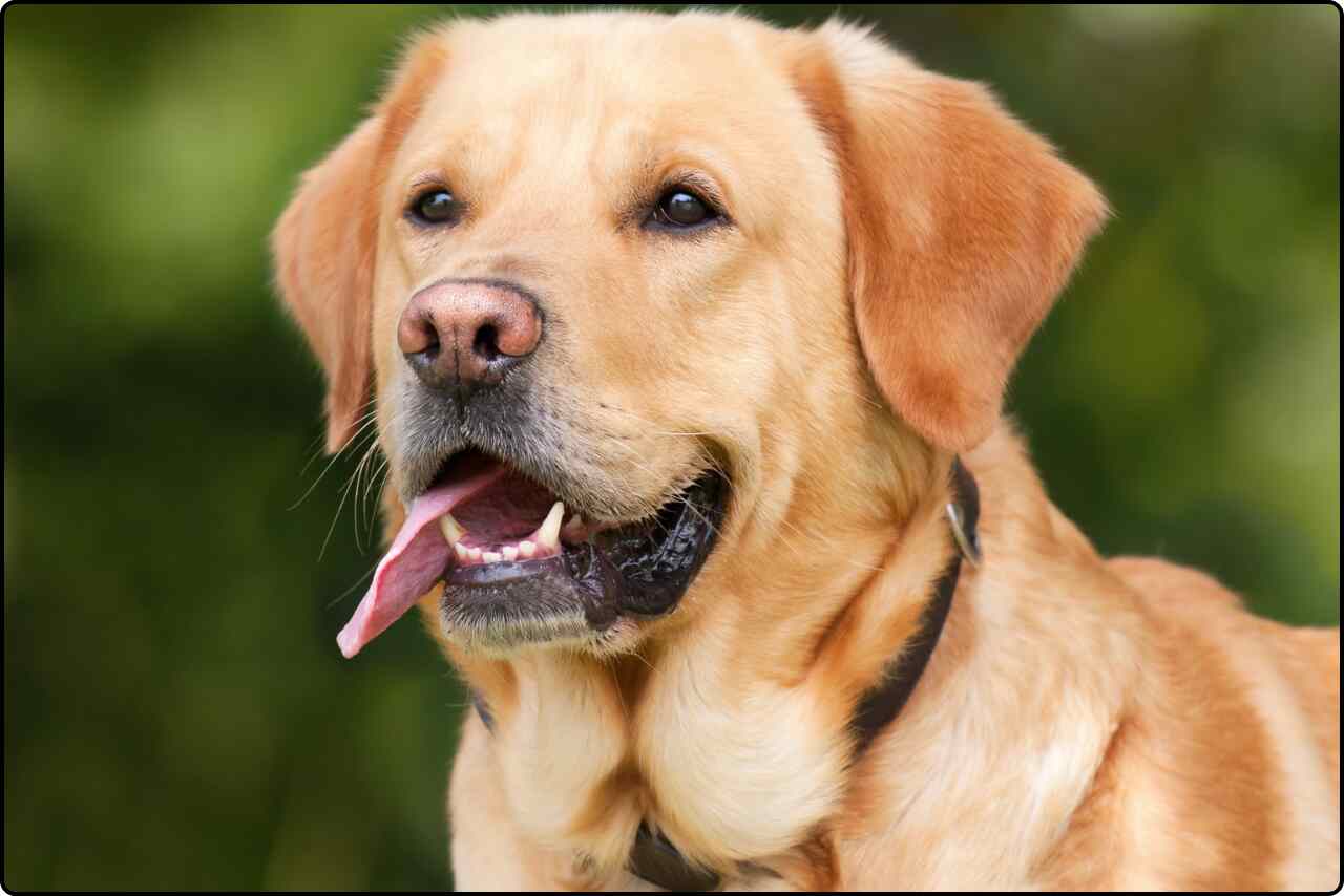 A Labrador dog enjoying the outdoors, with a happy expression